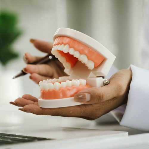 A dentist holds a dental model, demonstrating oral health, teeth structure, hygiene, and dental care for patient education and treatment guidance.